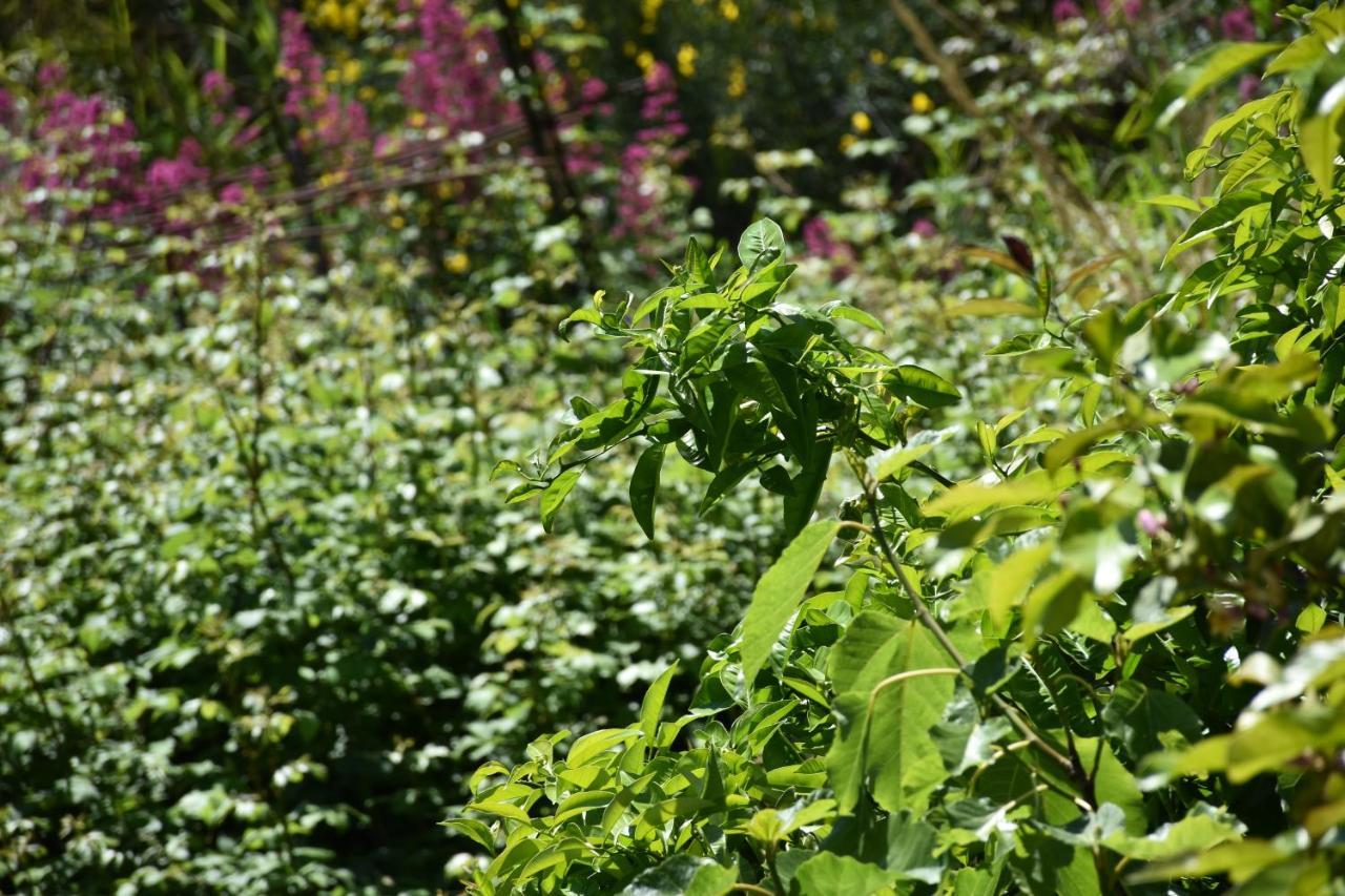 B&B Nel Verde Montesano sulla Marcellana Zewnętrze zdjęcie